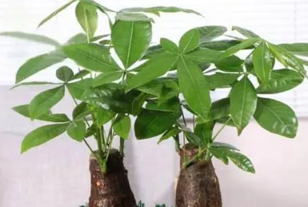 发财树怎么换盆