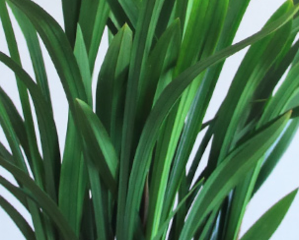 怎样让兰花叶片又绿又亮