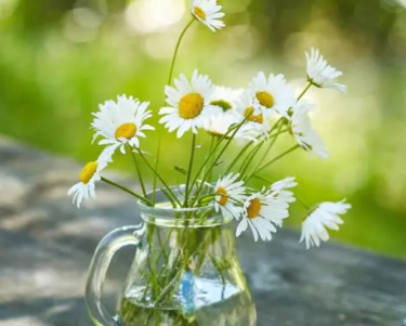 小雏菊需要多大的花盆