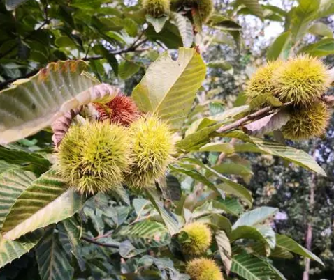 栗子树的管理与施肥如何