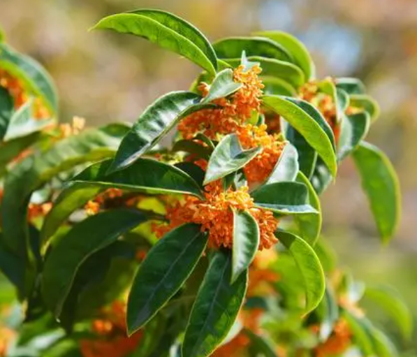 门前种什么树好