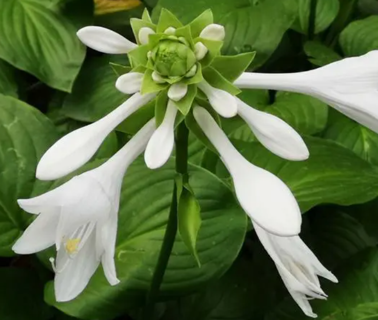 玉簪花如何养护呢