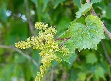 葡萄树开花期的管理要点是什么