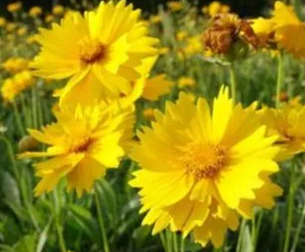 金鸡菊开花时间是什么时候