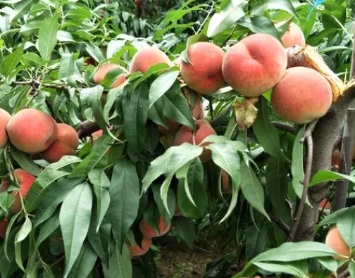 春天结果实的树开花的有哪些