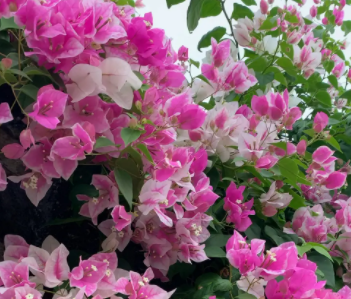 如何养三角梅开花