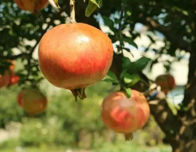 石榴树什么时候修剪