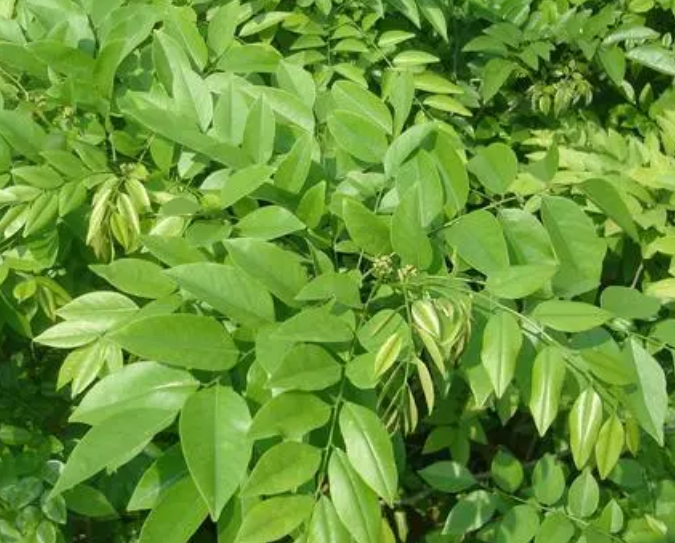 降黄檀树属于什么树