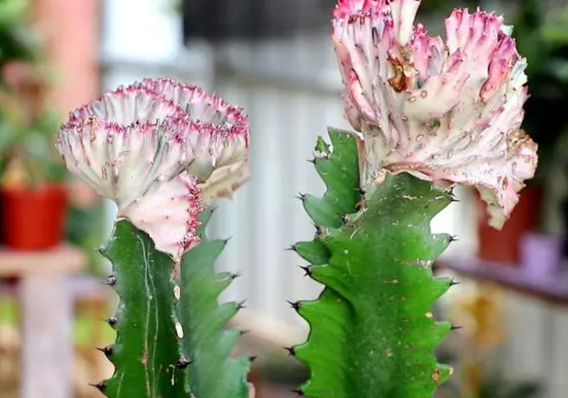 龙骨花怎么养才能开花