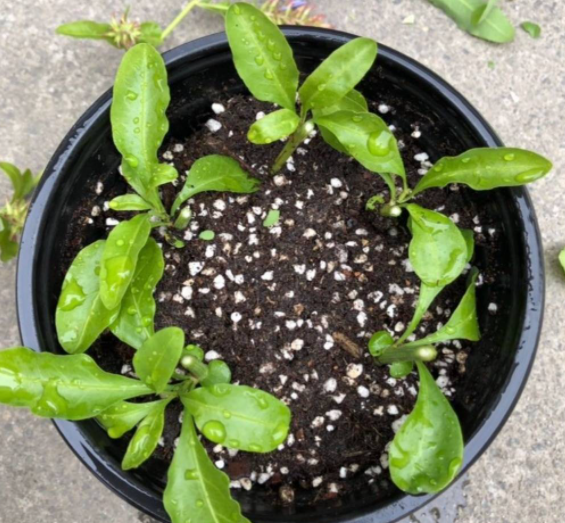 蓝雪花怎么扦插几月份扦插