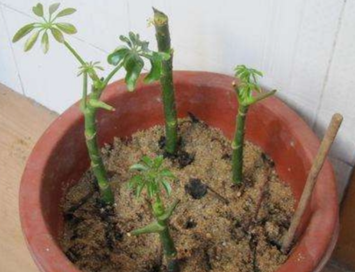 大树杆扦插生根方法