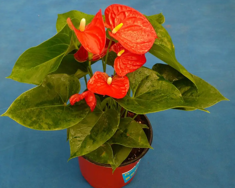 红掌开花少的原因