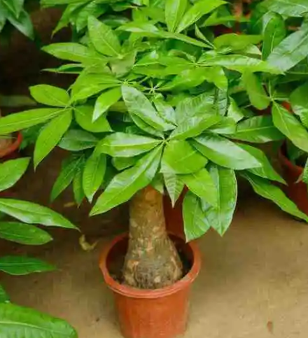 发财树好养吗怎样养