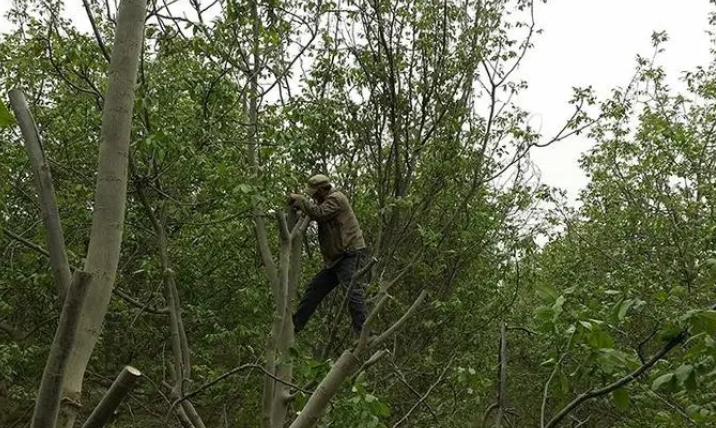 核桃树现在能修剪吗