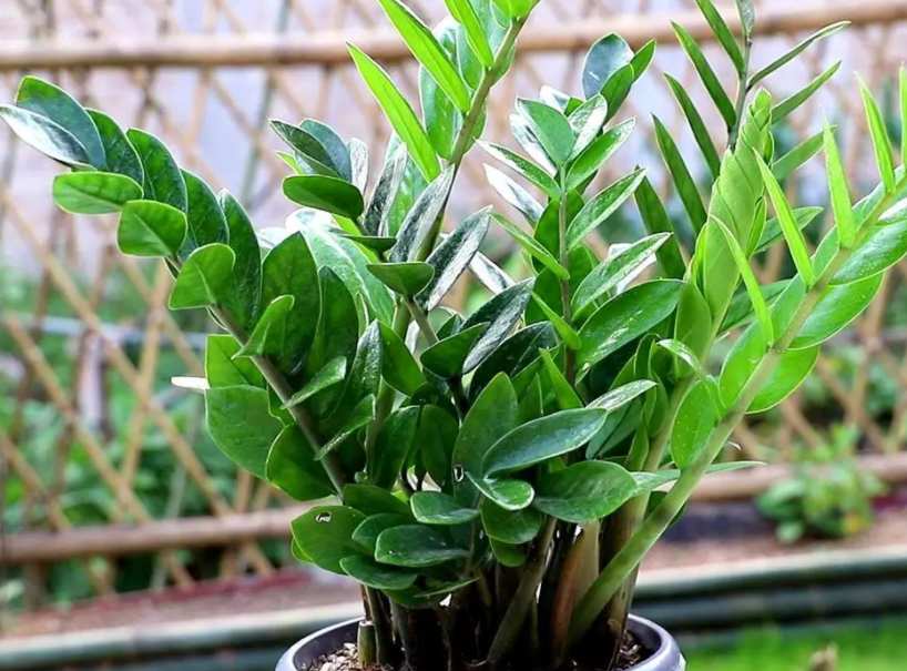 如何养好金钱树