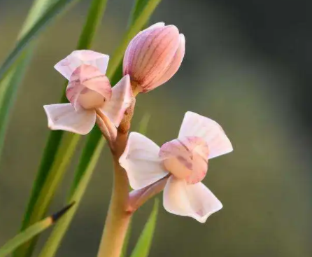 兰花必养经典品种有哪些