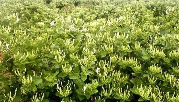 金银花种植技术与管理及效益