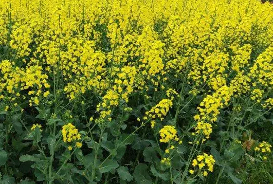 油菜花能开多久