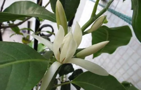 白兰花什么季节移栽最好