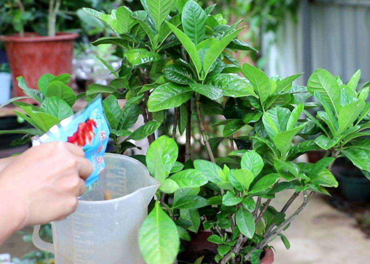 硫酸亚铁浇花使用方法