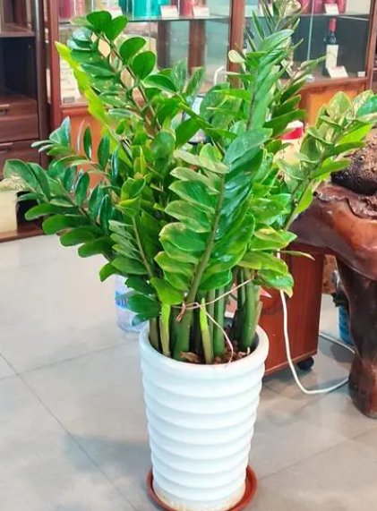 金钱树摇钱树怎么养