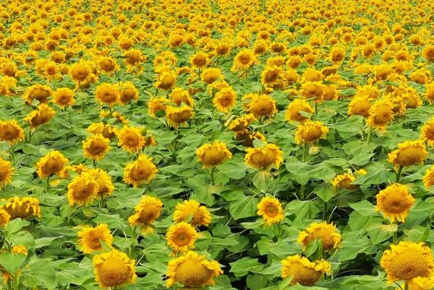 葵花一亩地多少株合适