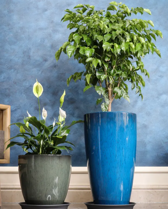 高盆栽花盆底需要垫东西吗