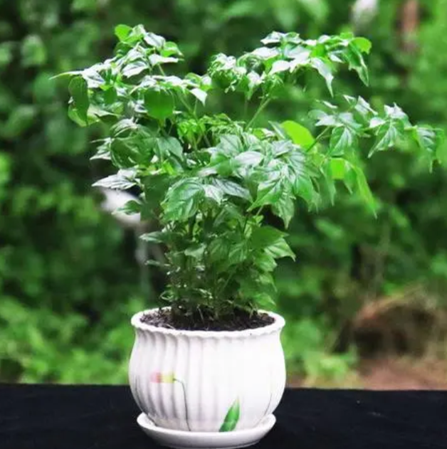 幸福树要多久才浇一次水