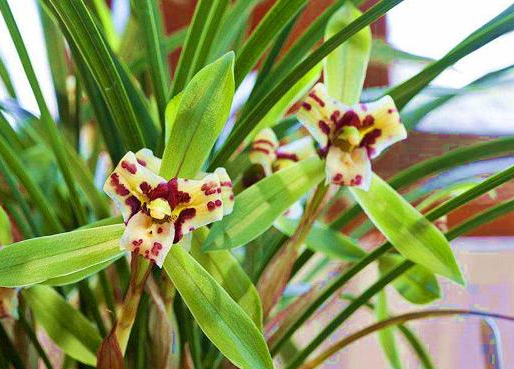 什么时间网购兰花最好