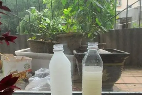 牛奶加水浇花好吗