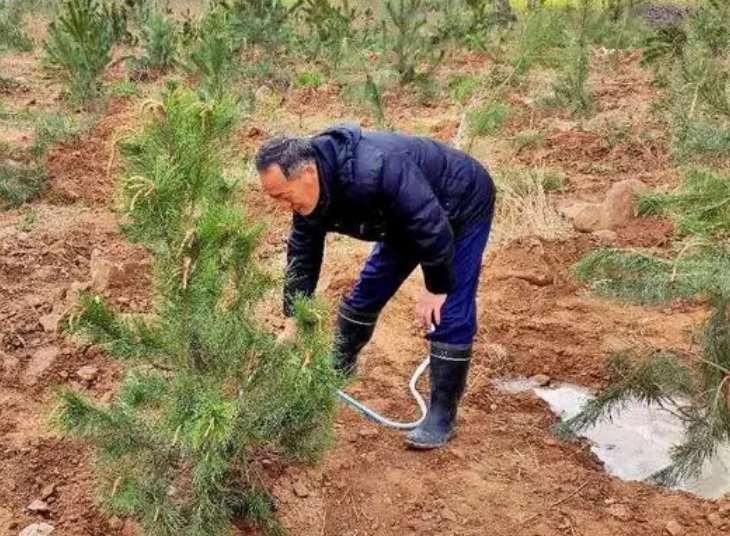 几月份栽树苗成活率高