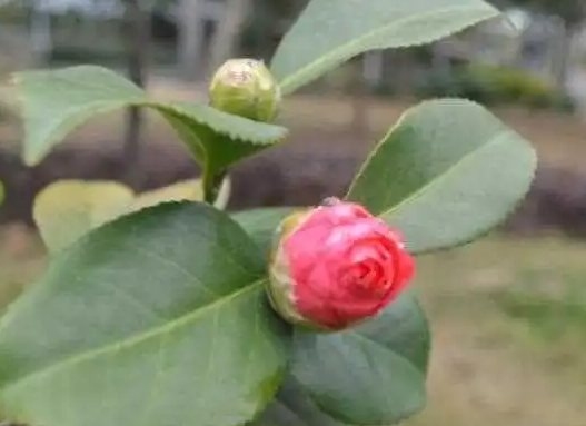 茶花秋稍要剪掉吗