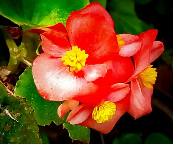 玻璃海棠花怎么养