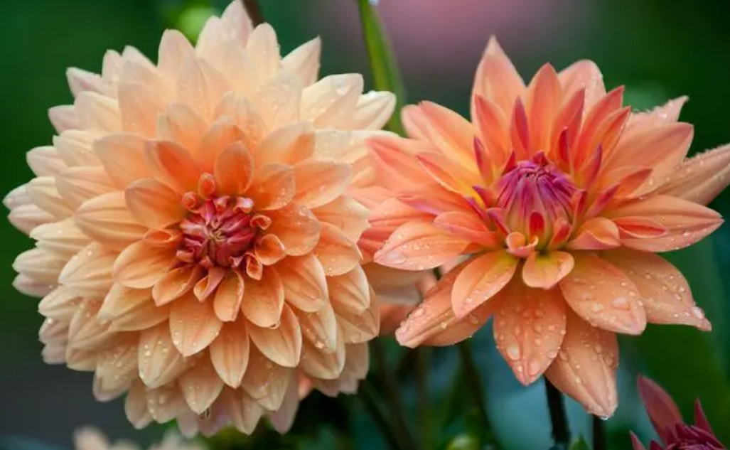 大丽花用种子好还是用种球好