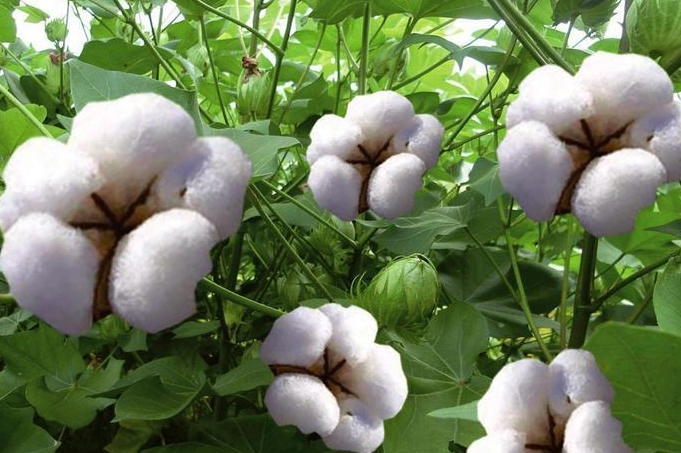 棉花种植技术与管理