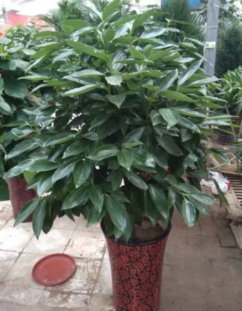 平安树冬天施肥吗