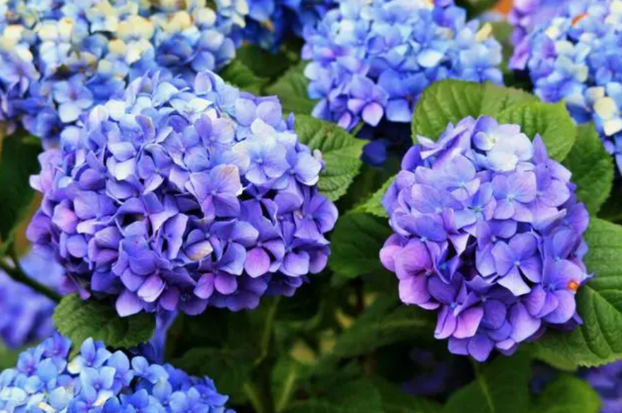 绣球花好养活吗