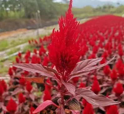 鸡冠花小苗多大可以移栽
