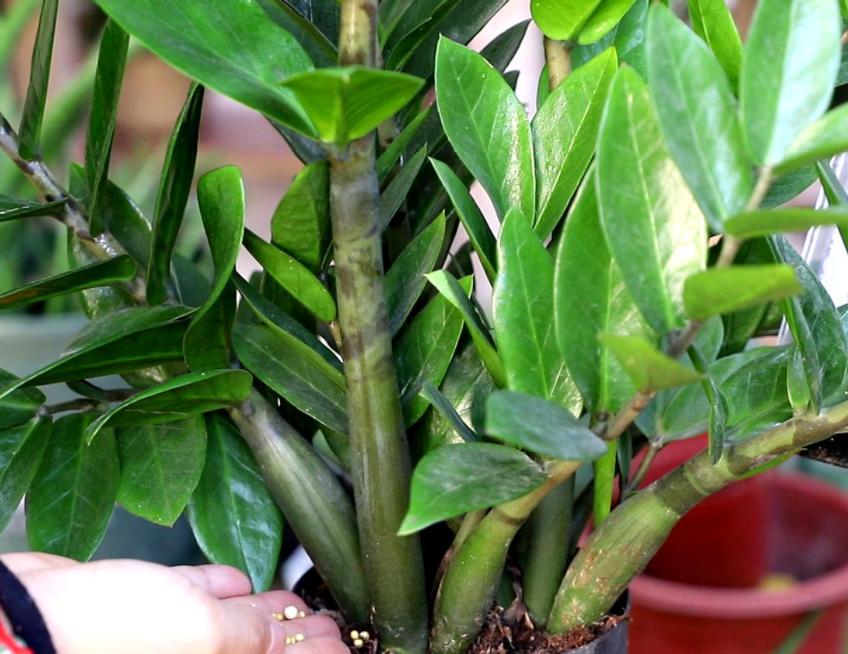 金钱树怎么换盆怎么浇水