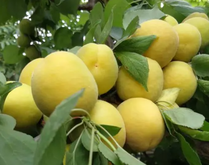 杏树移栽后怎么浇水