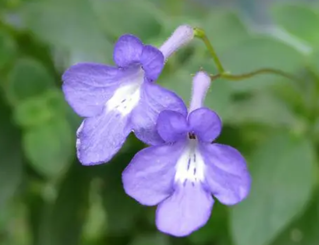 海豚花的繁殖方法是什么