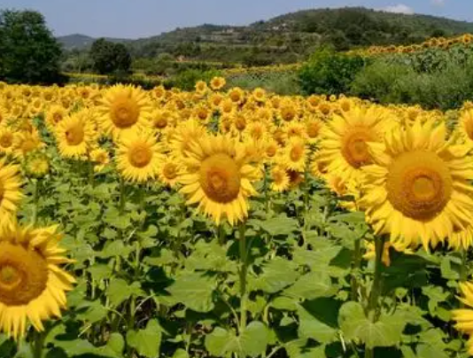 什么花没有香味但很美