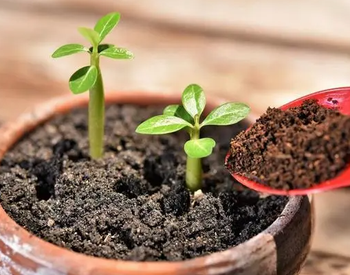 如何正确给花卉施肥