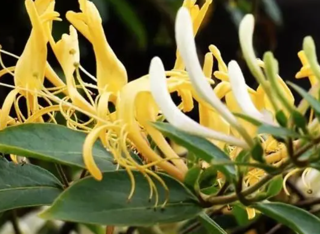 金银花的生长过程如何