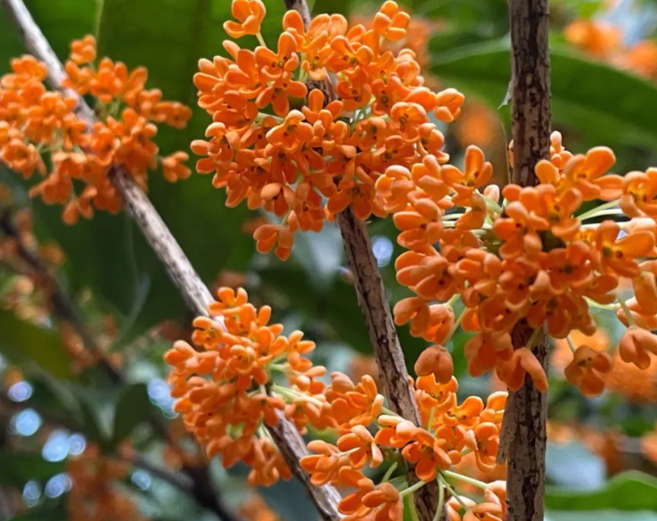 桂花种子有什么用途