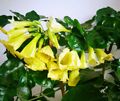 幸福树开花什么预兆呢