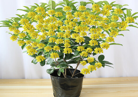 桂花盆栽怎么养才旺盛