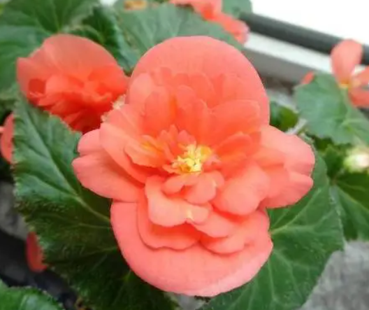 夫妻海棠花怎么扦插