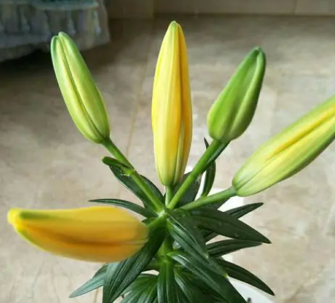 百合长花苞后要怎么养