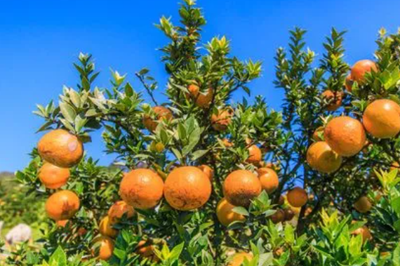 刚种的桔子树怎样养护